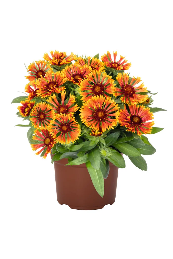 Gailardia 'Spintop Cooper Sun' | Gaillardia