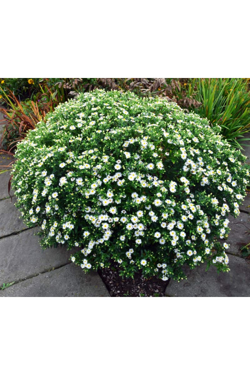 Aster żeniszkowaty 'Ashvi' | Aster ageratoides