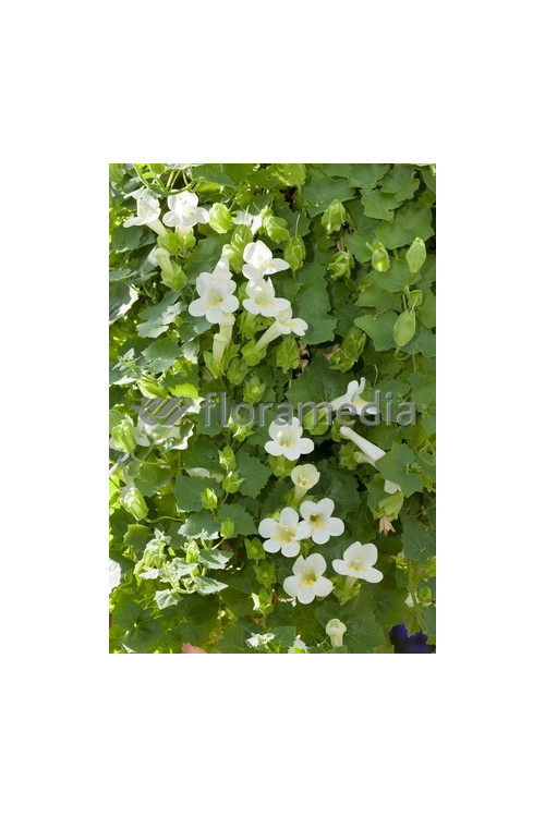 Lofos biały | Lophospermum erubescens