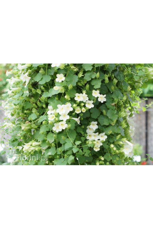 Lofos biały | Lophospermum erubescens