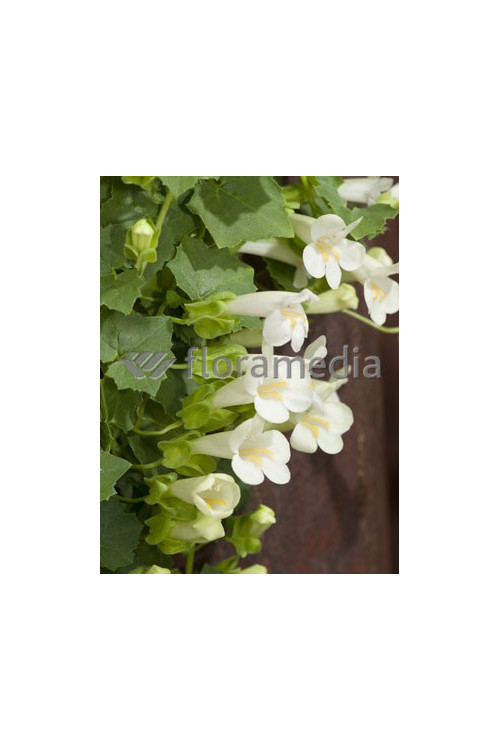 Lofos biały | Lophospermum erubescens