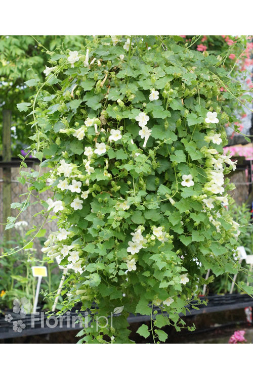 Lofos biały | Lophospermum erubescens