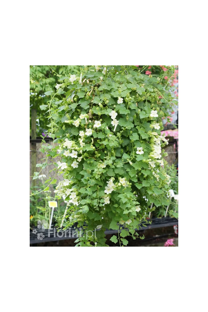 Lofos biały | Lophospermum erubescens