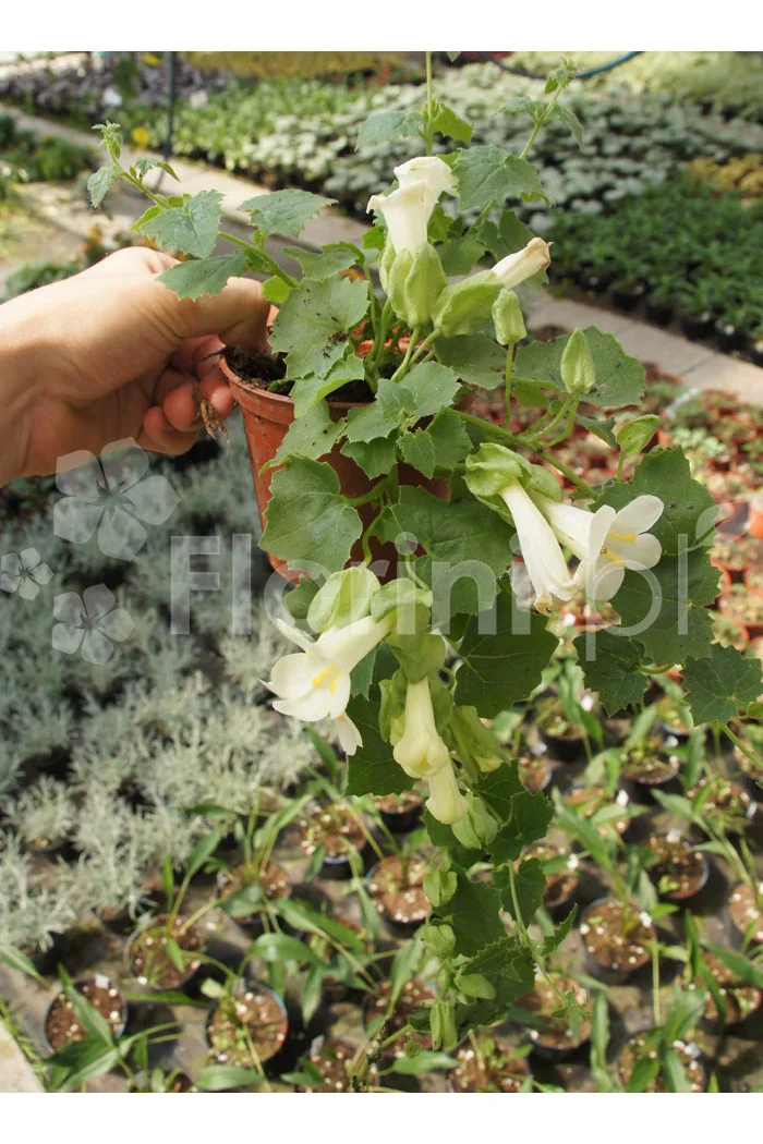 Lofos biały | Lophospermum erubescens