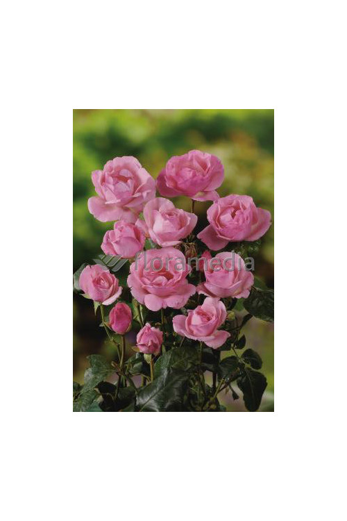 Róża wielkokwiatowa różowa | Rosa