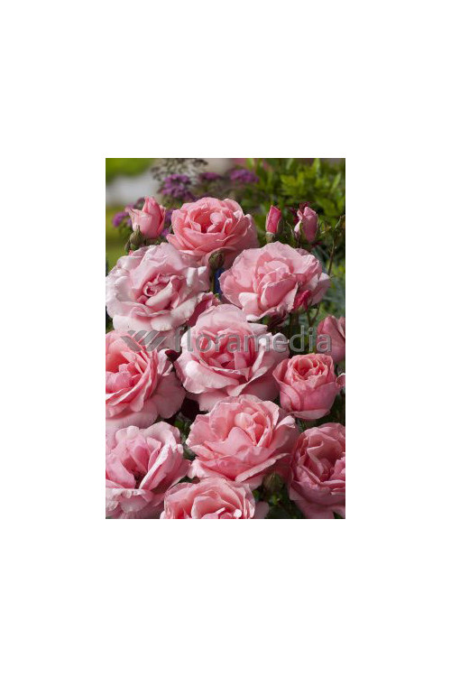 Róża wielkokwiatowa różowa | Rosa