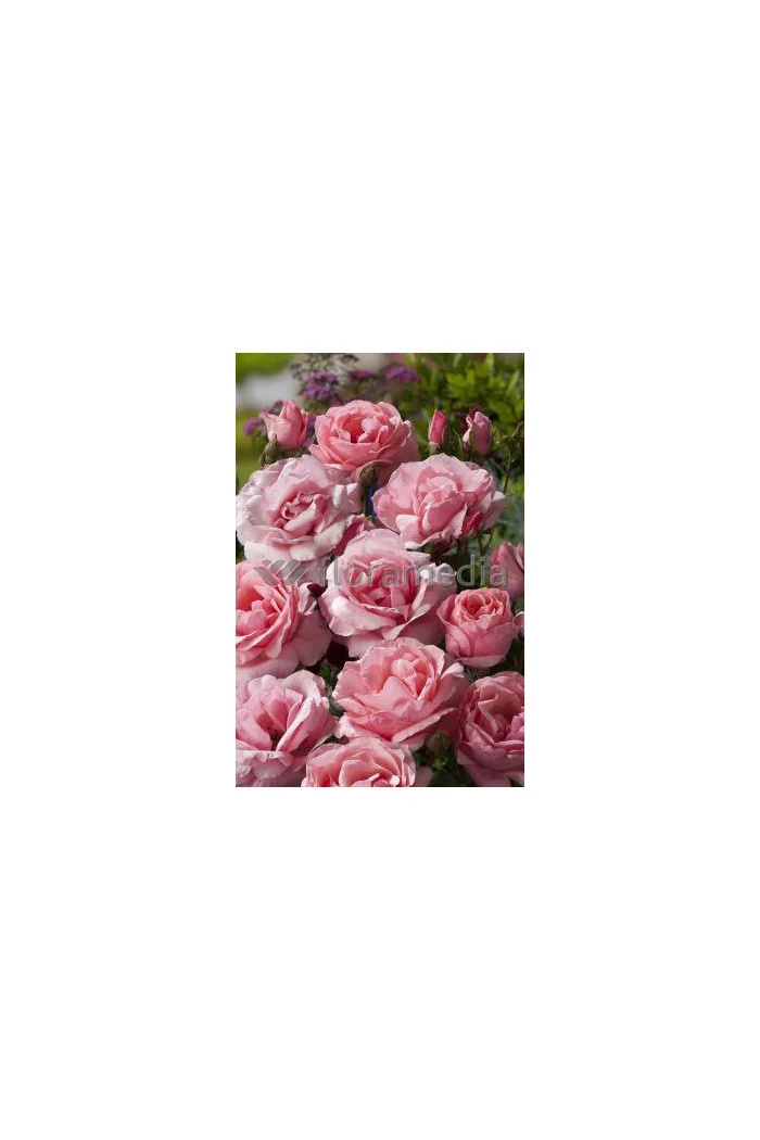 Róża wielkokwiatowa różowa | Rosa