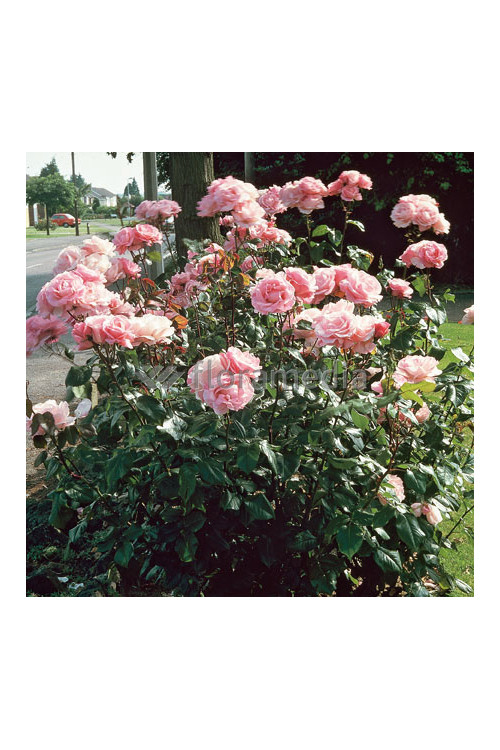 Róża wielkokwiatowa różowa | Rosa