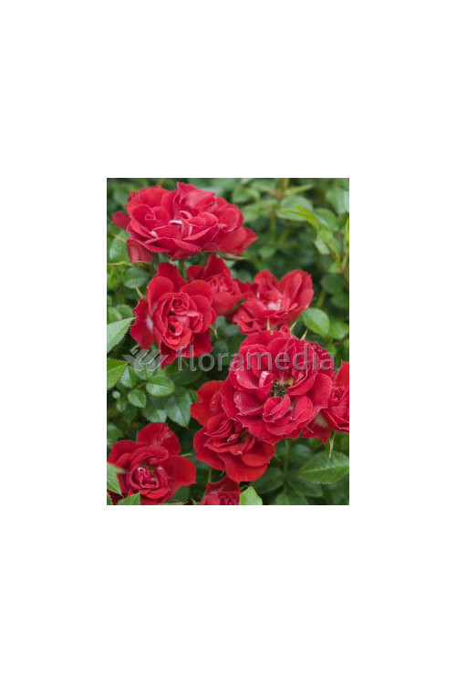 Róża wielkokwiatowa bordowa | Rosa