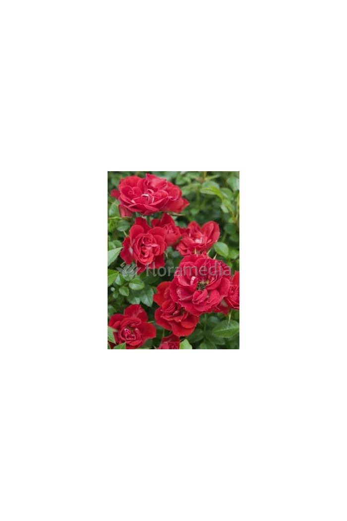 Róża wielkokwiatowa bordowa | Rosa