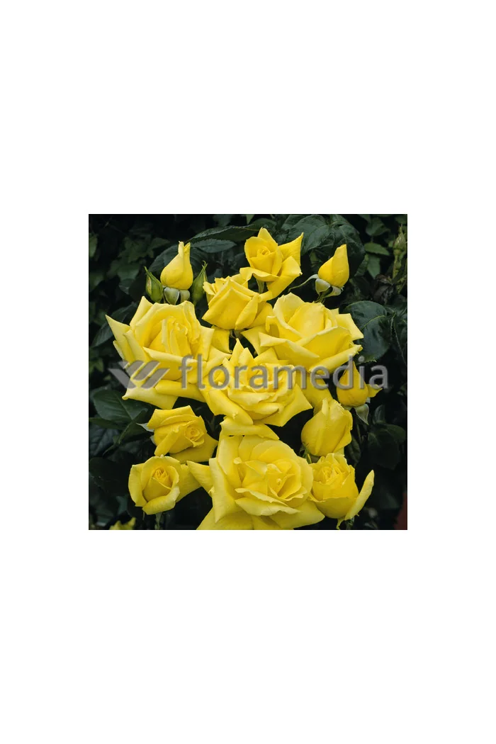 Róża wielkokwiatowa żółta Rosa