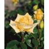 Róża wielkokwiatowa żółta Rosa