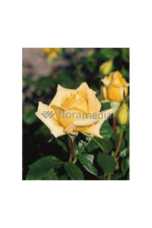 Róża wielkokwiatowa żółta Rosa