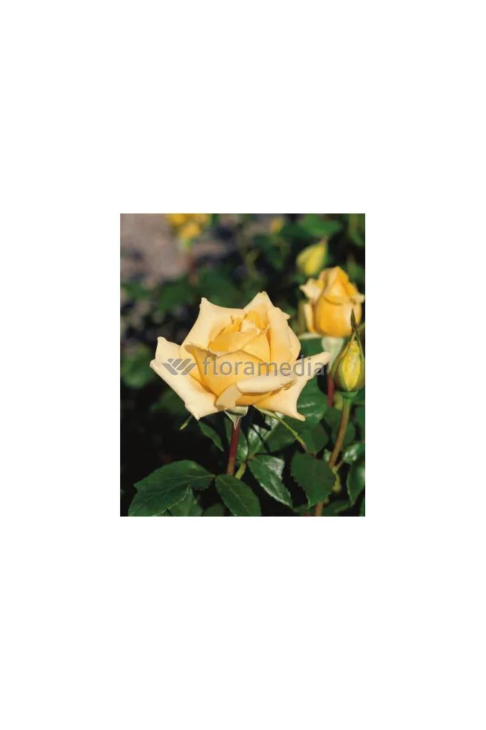 Róża wielkokwiatowa żółta Rosa