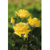 Róża wielkokwiatowa żółta Rosa