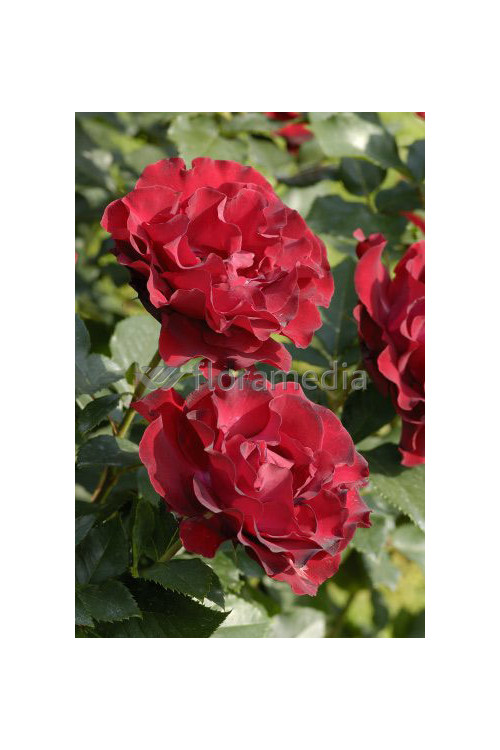 Róża wielkokwiatowa bordowa | Rosa