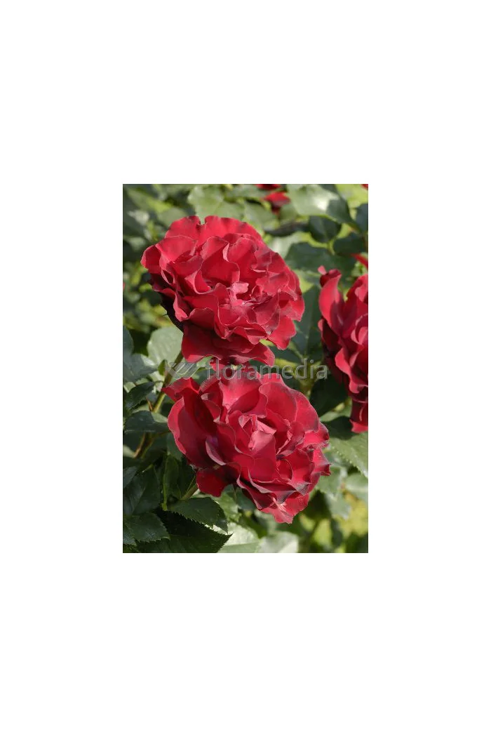 Róża wielkokwiatowa bordowa | Rosa