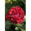 Róża wielkokwiatowa bordowa | Rosa