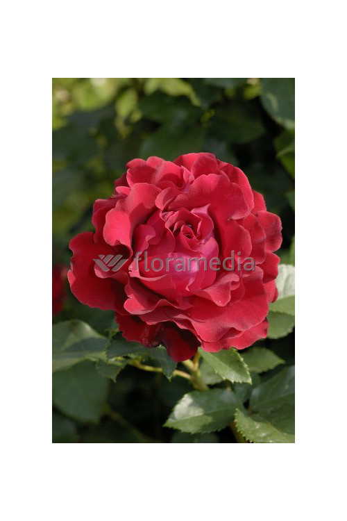 Róża wielkokwiatowa bordowa | Rosa