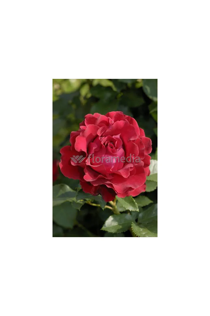 Róża wielkokwiatowa bordowa | Rosa