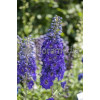 Ostróżka ogrodowa 'Dark Blue Black Bee' | Delphinium