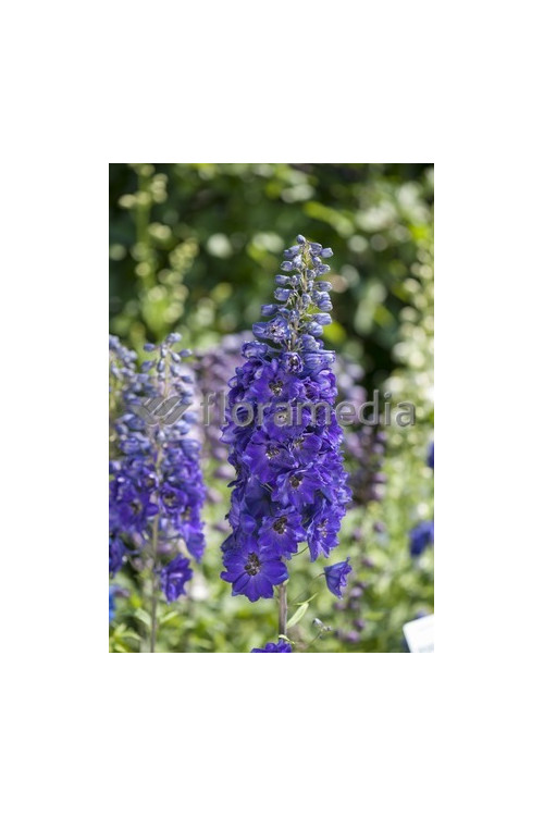 Ostróżka ogrodowa 'Dark Blue Black Bee' | Delphinium