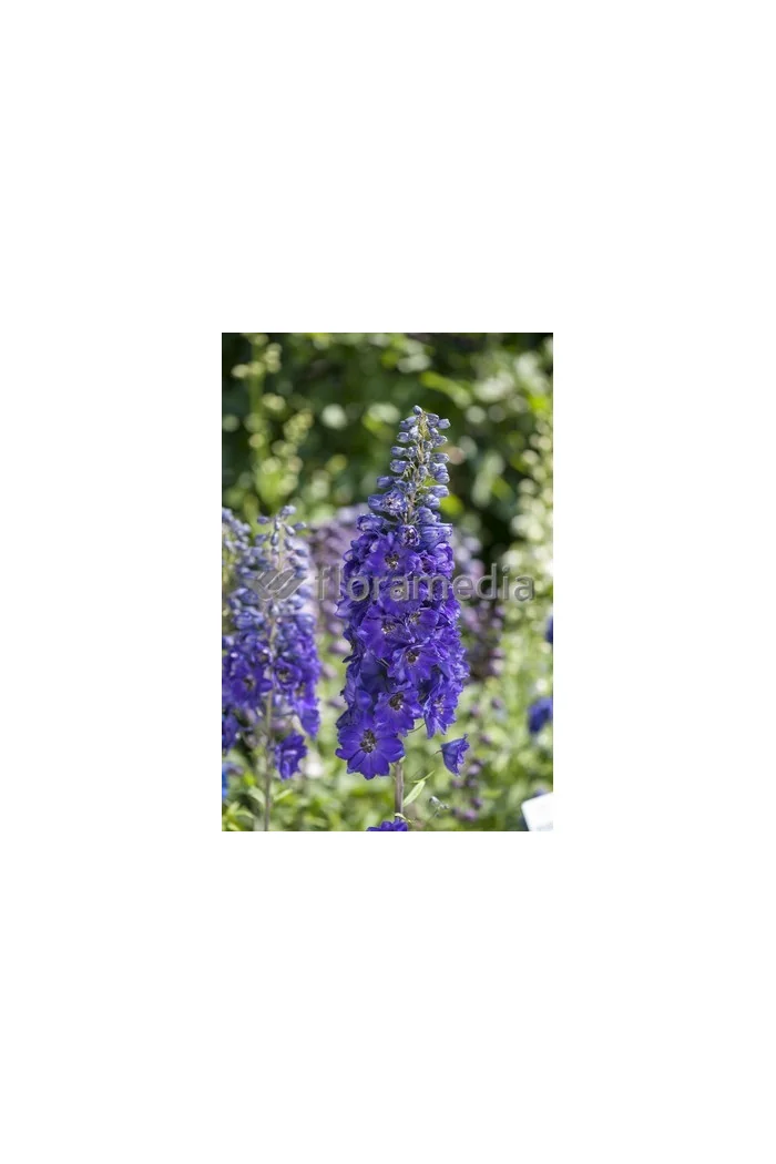 Ostróżka ogrodowa 'Dark Blue Black Bee' | Delphinium