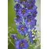 Ostróżka ogrodowa 'Dark Blue Black Bee' | Delphinium