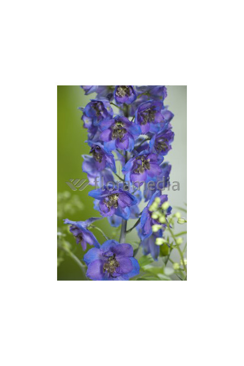 Ostróżka ogrodowa 'Dark Blue Black Bee' | Delphinium