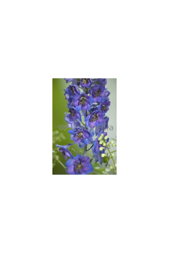Ostróżka ogrodowa 'Dark Blue Black Bee' | Delphinium