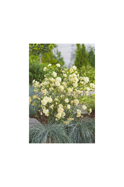 Goździk ogrodowy 'Grenadin Yellow' Dianthus caryophyllus