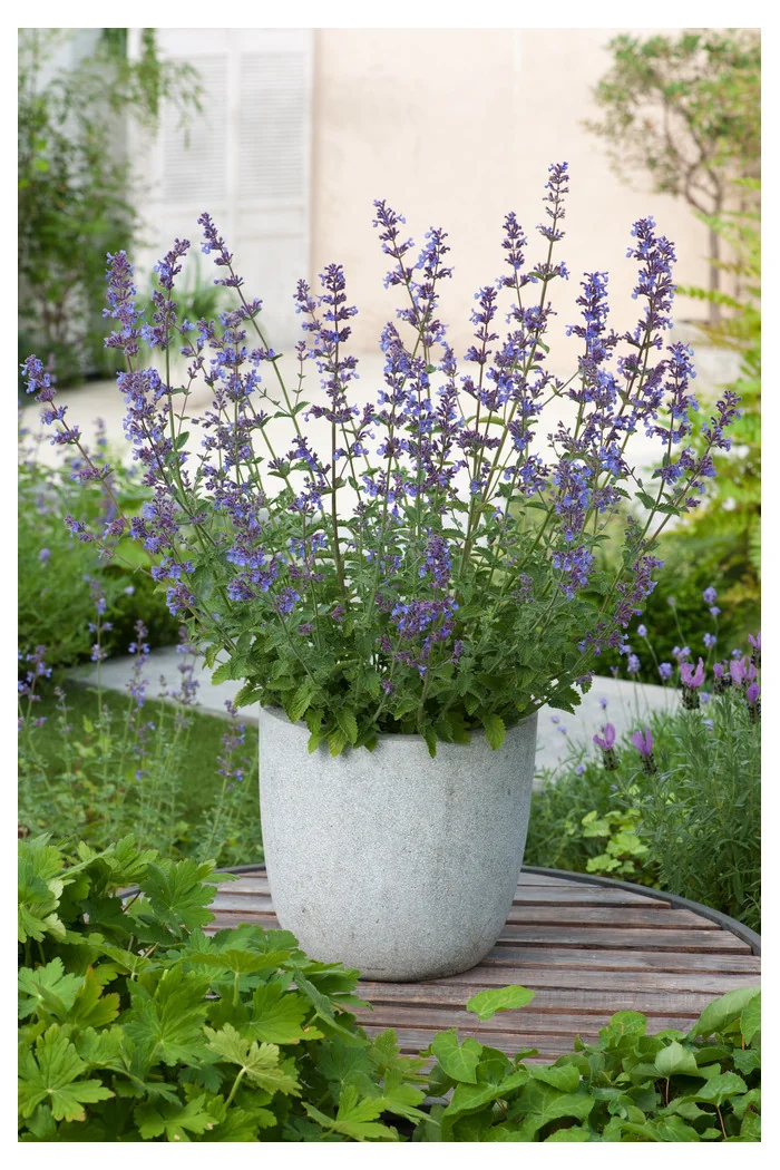 Kocimiętka Faassena 'Six Hills Giant' | Nepeta faassenii