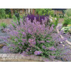 Kocimiętka Faassena 'Six Hills Giant' | Nepeta faassenii