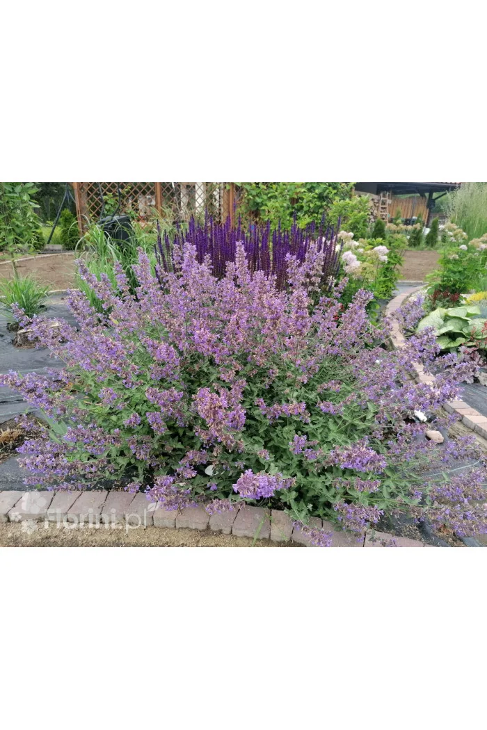 Kocimiętka Faassena 'Six Hills Giant' | Nepeta faassenii