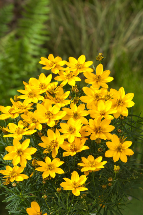 Nachyłek okółkowy 'Zagreb' | Coreopsis verticillata