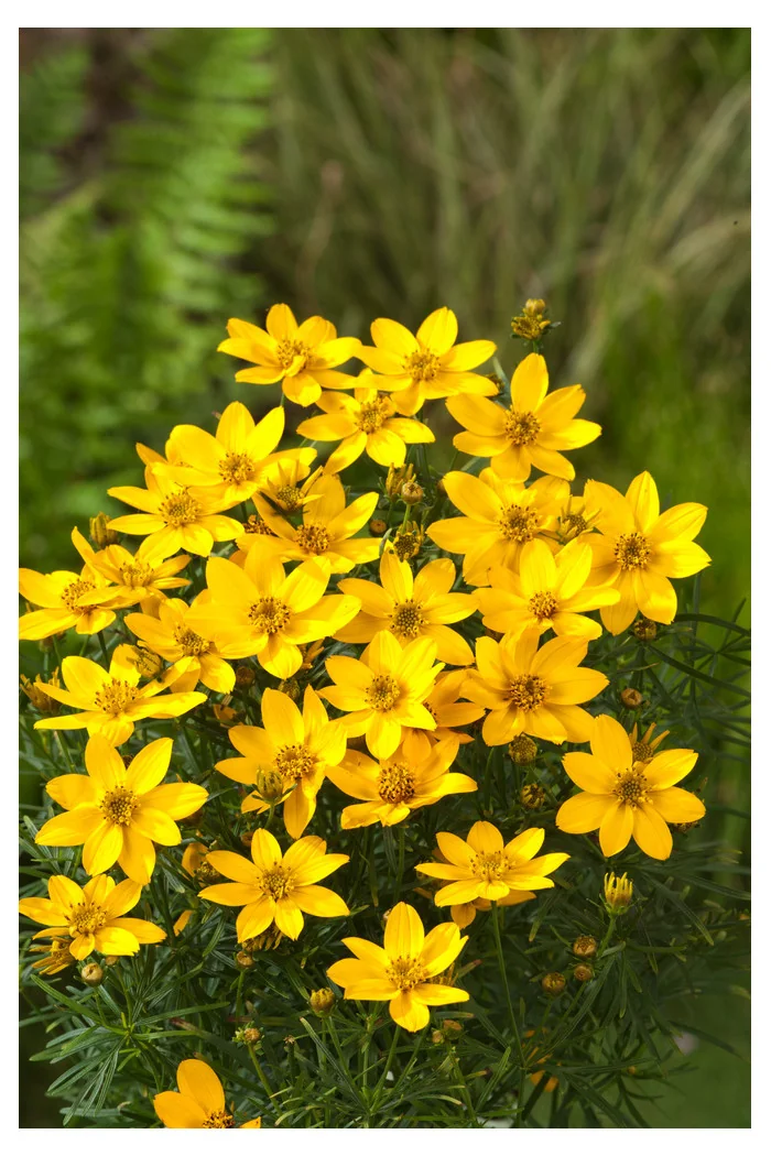 Nachyłek okółkowy 'Zagreb' | Coreopsis verticillata