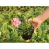 Lewizja długopłatkowa 'Little Peach' | Lewisia longipetala