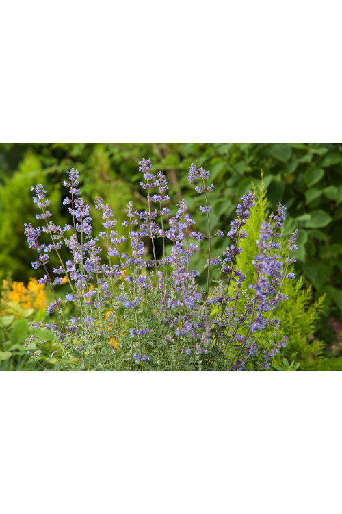 Kocimiętka Faassena 'Walker's Low' | Nepeta faassenii