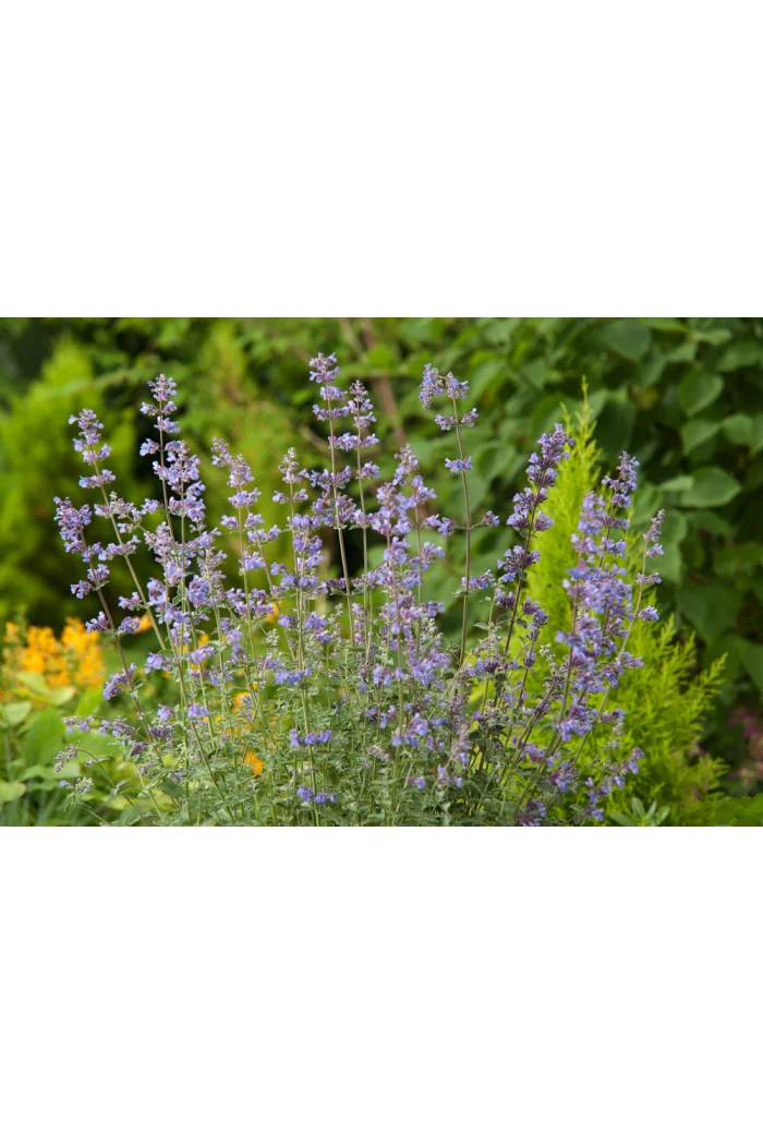 Kocimiętka Faassena 'Walker's Low' | Nepeta faassenii