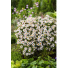 Aster krzaczasty 'Schneekissen' Aster dumosus