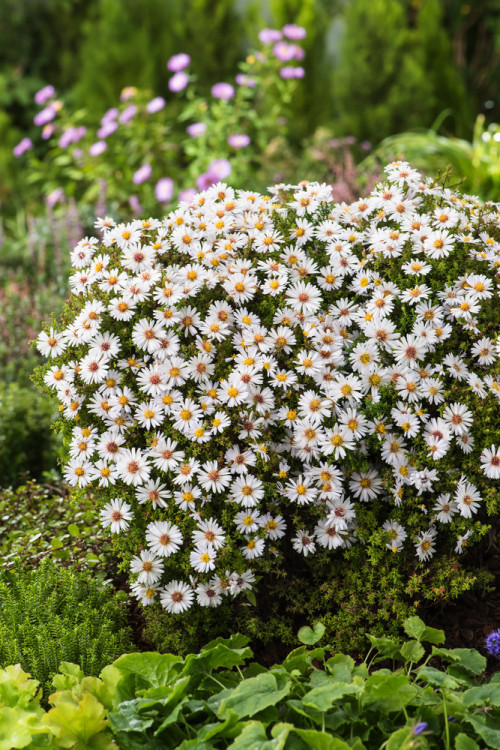 Aster krzaczasty 'Schneekissen' Aster dumosus