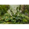 Funkia 'Frances Williams' | Hosta