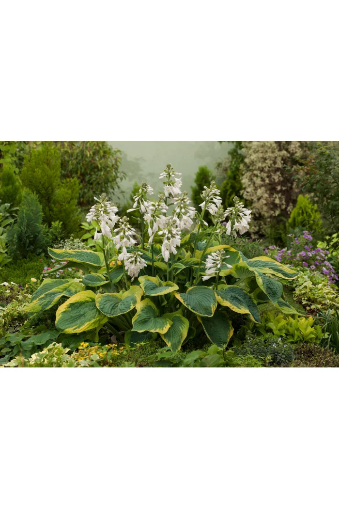 Funkia 'Frances Williams' | Hosta