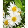Aster żeniszkowaty 'Ashvi' | Aster ageratoides