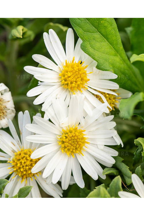 Aster żeniszkowaty 'Ashvi' | Aster ageratoides