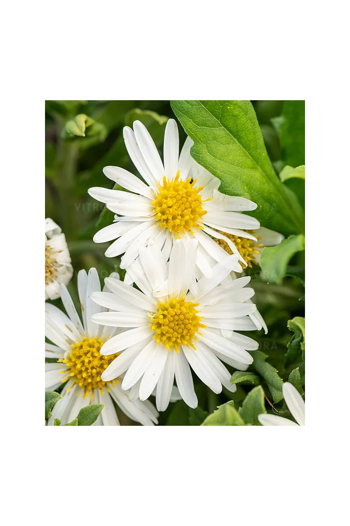 Aster żeniszkowaty 'Ashvi' | Aster ageratoides