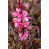 Gaura 'Graceful Pink' | Gaura