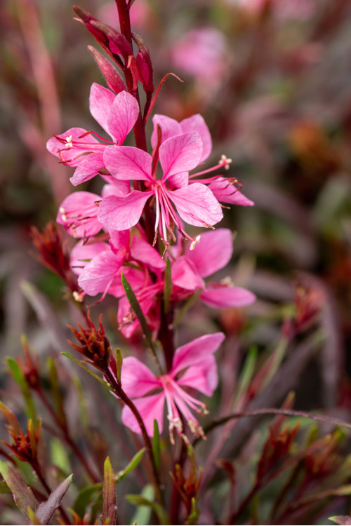 Gaura 'Graceful Pink' | Gaura