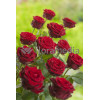 Róża wielkokwiatowa bordowa | Rosa