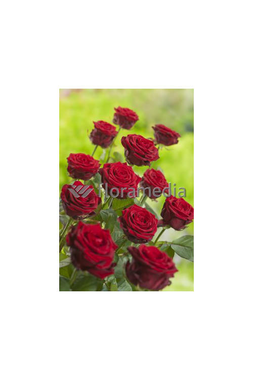 Róża wielkokwiatowa bordowa | Rosa